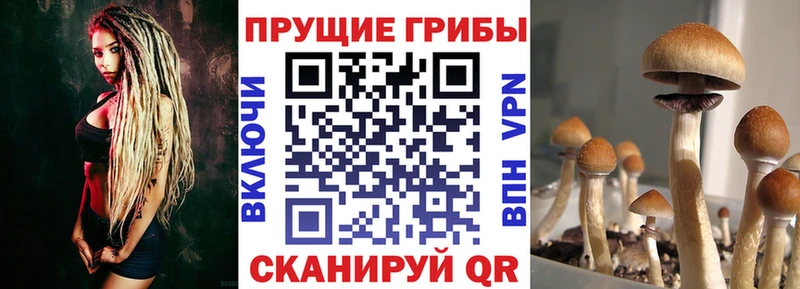 Купить закладки  Меленки  Галлюциногенные грибы Psilocybe 